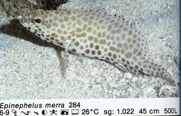 Epinephelus merra